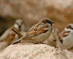 Attēlu rezultāti vaicājumam “Passer domesticus male”