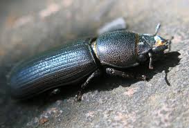 Attēlu rezultāti vaicājumam “Trogossitidae”