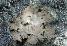 Attēlu rezultāti vaicājumam “Dermatocarpon miniatum”