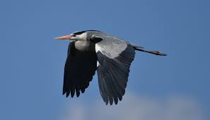 Attēlu rezultāti vaicājumam “Ardea cinerea adult”