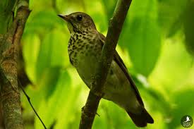 Image result for Catharus minimus