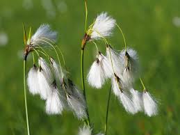 Attēlu rezultāti vaicājumam “Eriophorum latifolium flower”