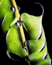 Attēlu rezultāti vaicājumam “Sphinx ligustri larva”