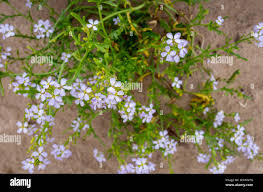 Attēlu rezultāti vaicājumam “Cakile maritima subsp. baltica flower”