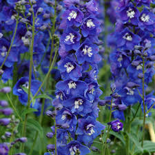 Attēlu rezultāti vaicājumam “Delphinium elatum”