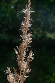 Attēlu rezultāti vaicājumam “Calamagrostis canescens leaf”