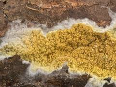 Attēlu rezultāti vaicājumam “Crustoderma dryinum”