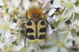 Attēlu rezultāti vaicājumam “Trichius fasciatus imago”
