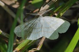 Attēlu rezultāti vaicājumam “Cabera exanthemata”