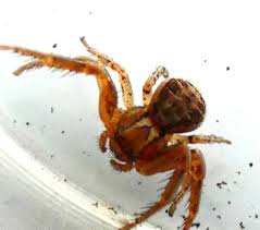 Attēlu rezultāti vaicājumam “Xysticus cristatus”