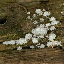 Attēlu rezultāti vaicājumam “Oligonema favogineum”