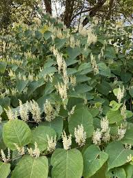 Attēlu rezultāti vaicājumam “Reynoutria japonica”