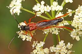 Attēlu rezultāti vaicājumam “Necydalis major”