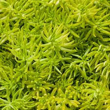 Attēlu rezultāti vaicājumam “Sedum rupestre”