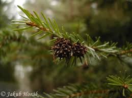 Attēlu rezultāti vaicājumam “Adelges laricis”