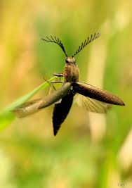 Attēlu rezultāti vaicājumam “Ctenicera pectinicornis”