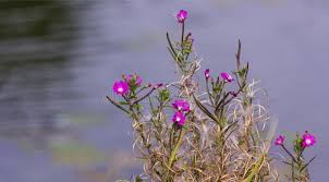 Attēlu rezultāti vaicājumam “Epilobium palustre”