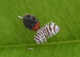 Image result for Cryptolaemus