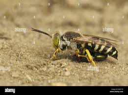 Attēlu rezultāti vaicājumam “Bembix rostrata”