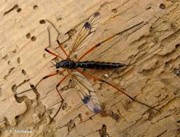 Attēlu rezultāti vaicājumam “Dictenidia bimaculata”