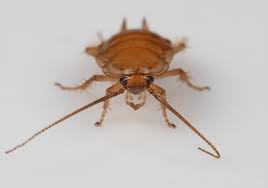 Attēlu rezultāti vaicājumam “Ectobius sylvestris nymph”