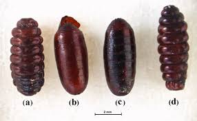 Attēlu rezultāti vaicājumam “Hadula trifolii larva”