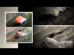 Attēlu rezultāti vaicājumam “Lindbladia tubulina”