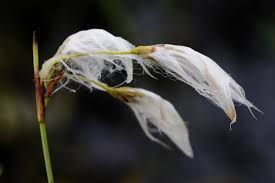 Attēlu rezultāti vaicājumam “Eriophorum gracile leaf”