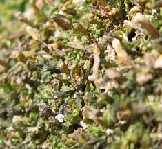 Attēlu rezultāti vaicājumam “Jamesoniella autumnalis sporophyte”