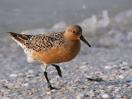 Attēlu rezultāti vaicājumam “Calidris”