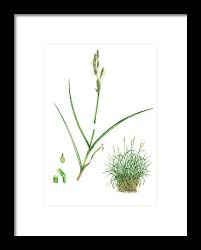 Attēlu rezultāti vaicājumam “Carex paniculata”