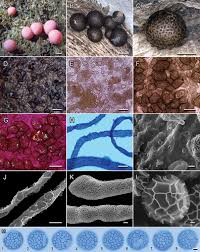 Attēlu rezultāti vaicājumam “Lycogala sp.”