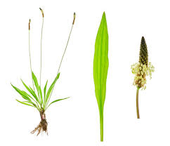 Attēlu rezultāti vaicājumam “Plantago lanceolata leaf”