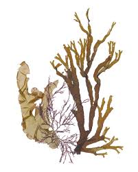 Attēlu rezultāti vaicājumam “Ceramium sp.”