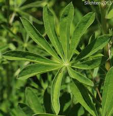 Attēlu rezultāti vaicājumam “Lupinus polyphyllus leaf”