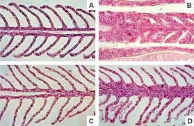 Image result for Morone chrysops