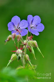 Attēlu rezultāti vaicājumam “Geranium pratense”