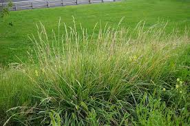 Attēlu rezultāti vaicājumam “Festuca pratensis”