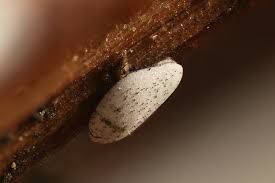 Attēlu rezultāti vaicājumam “Diderma subviridifuscum macro”