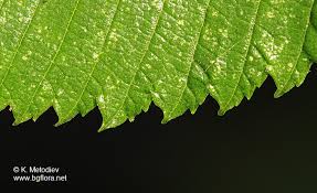 Attēlu rezultāti vaicājumam “Ulmus laevis leaf”