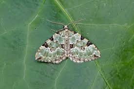 Attēlu rezultāti vaicājumam “Colostygia pectinataria male”