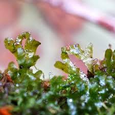 Attēlu rezultāti vaicājumam “Riccardia latifrons”