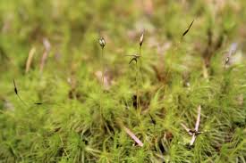 Attēlu rezultāti vaicājumam “Dicranum majus”