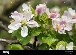 Attēlu rezultāti vaicājumam “Malus domestica flower”
