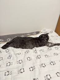 猫次郎o에 대한 이미지 검색결과