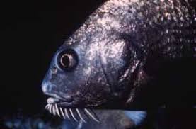 Image result for Pogonias cromis