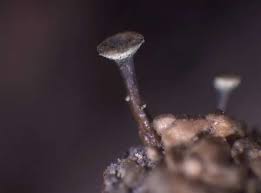 Attēlu rezultāti vaicājumam “Chaenotheca phaeocephala”