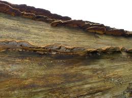 Attēlu rezultāti vaicājumam “Coriolopsis trogii”