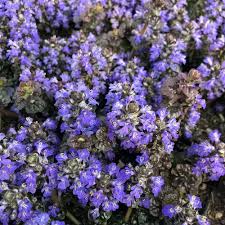 Attēlu rezultāti vaicājumam “Ajuga pyramidalis leaf”