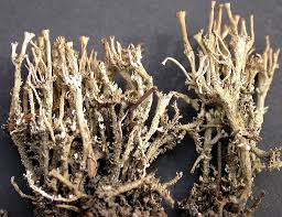 Attēlu rezultāti vaicājumam “Cladonia phyllophora”